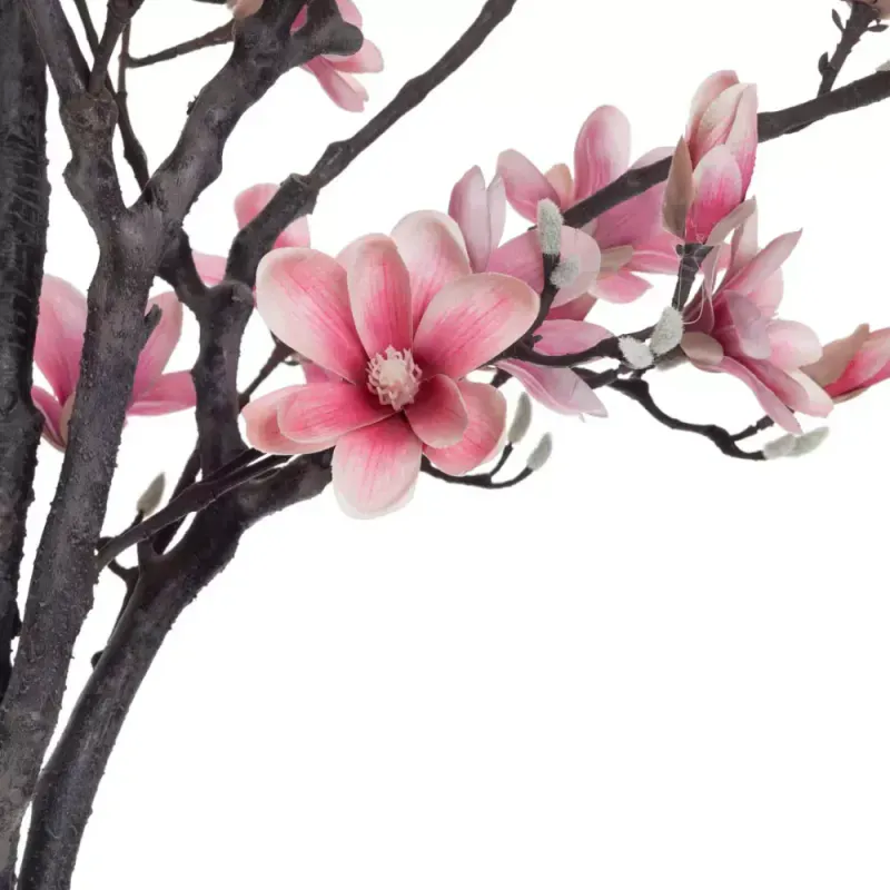 Magnolia Tre