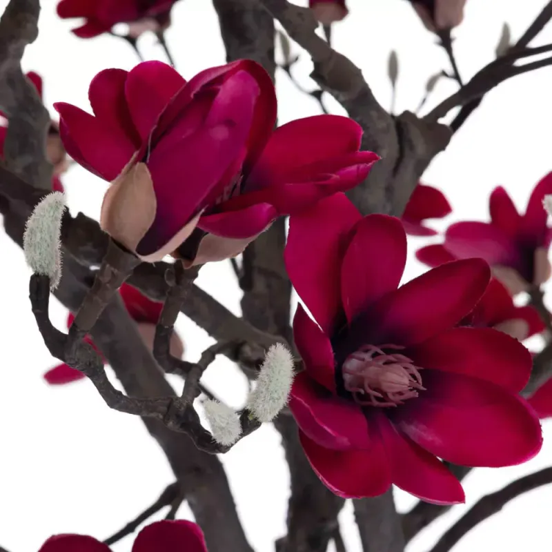 Magnolia Tre